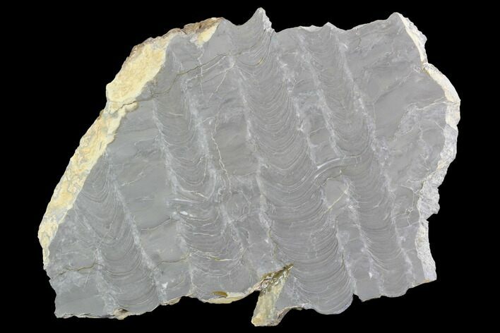 Polished Stromatolite (Kussiella) Slab - Russia #91814